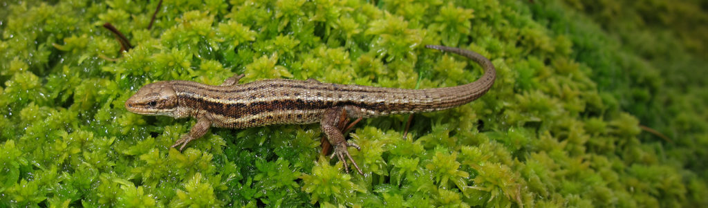 Lézard vivipare