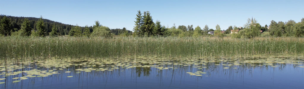 Roselière en bord d'étang