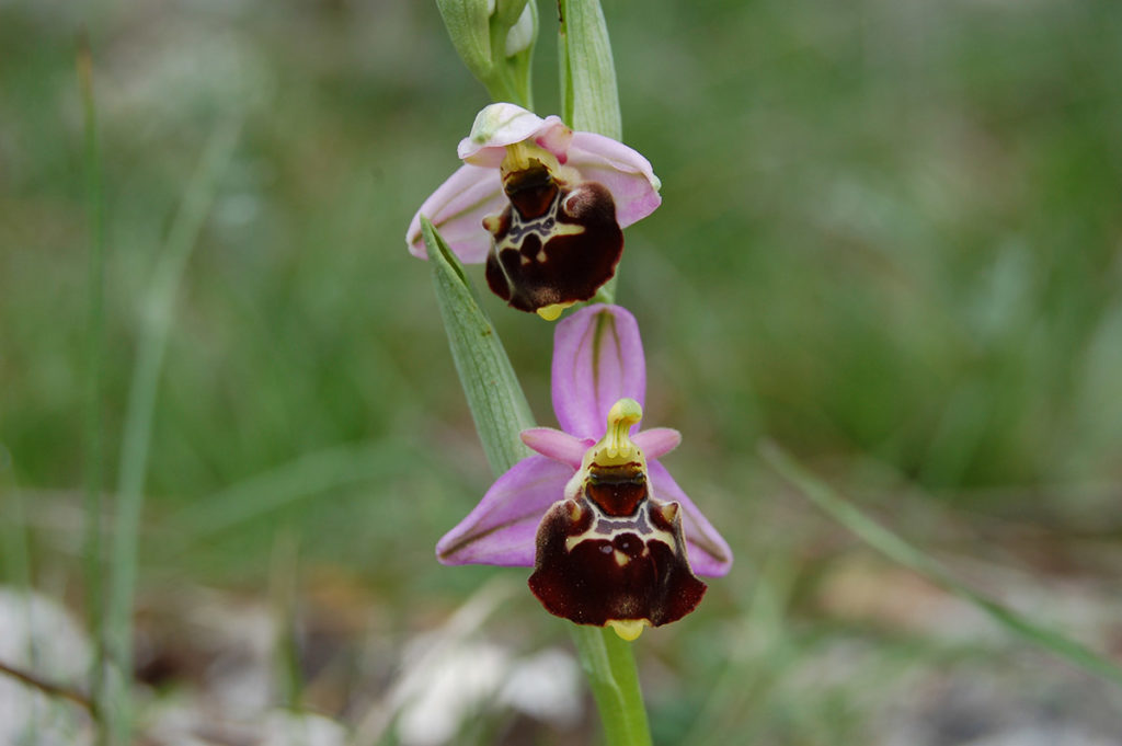 L'Ophrys abeille attire les abeilles solitaires grâce à son odeur et sa forme.