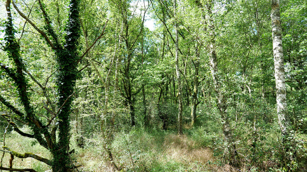 La forêt de la Réserve Naturelle Nationale de La Truchère-Ratenelle