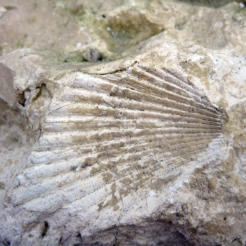 Fossile