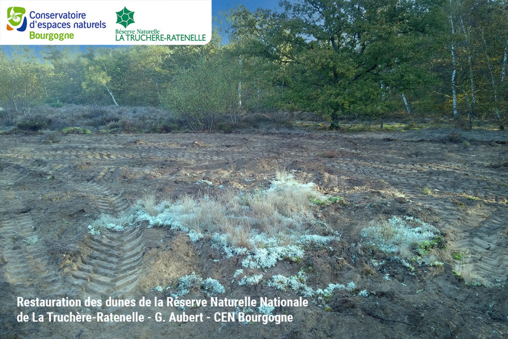 Restauration des dunes de la Réserve Naturelle Nationale de La Truchère-Ratenelle - G. Aubert - CEN Bourgogne