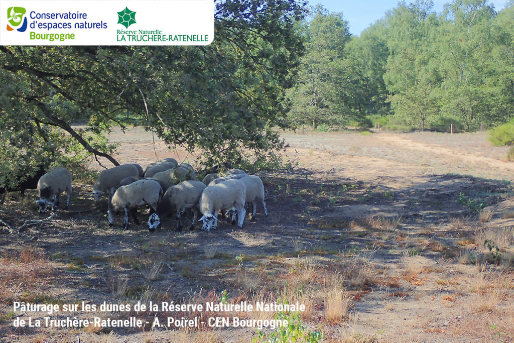 Pâturage sur les dunes de la Réserve Naturelle Nationale de La Truchère-Ratenelle - A. Poirel - CEN Bourgogne