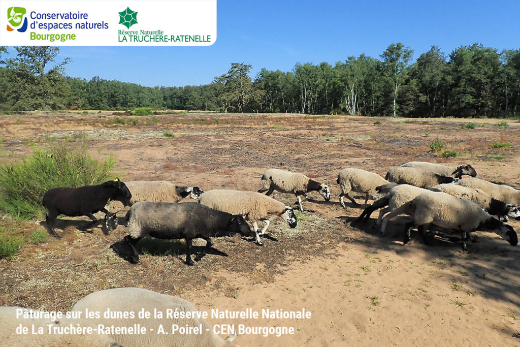 Pâturage sur les dunes de la Réserve Naturelle Nationale de La Truchère-Ratenelle - A. Poirel - CEN Bourgogne