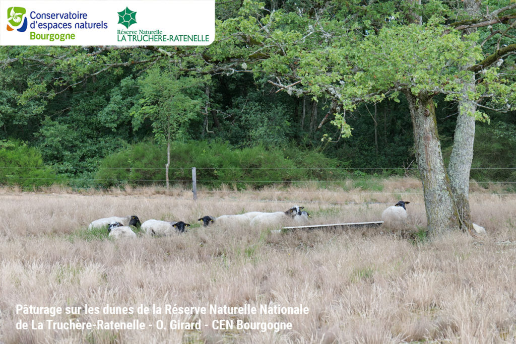 Pâturage sur les dunes de la Réserve Naturelle Nationale de La Truchère-Ratenelle - O. girard - CEN Bourgogne